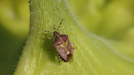 Plant bug on green stalkの写真素材