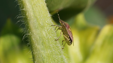 Plant bug walking a flower stalkの写真素材