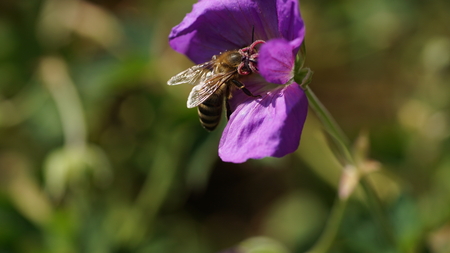 bee polinates purple hibiscus flowerの写真素材