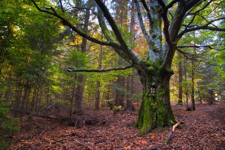 Old dried tree in middle of young forest の写真素材