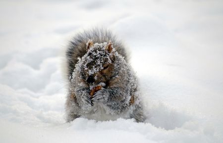 squirrel covered with snow in winter finding and eating some food (core)の写真素材