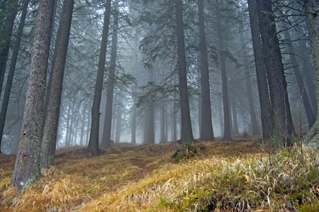 Fog in fir tree forrestの写真素材