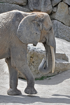 Elephant walking at zooの写真素材