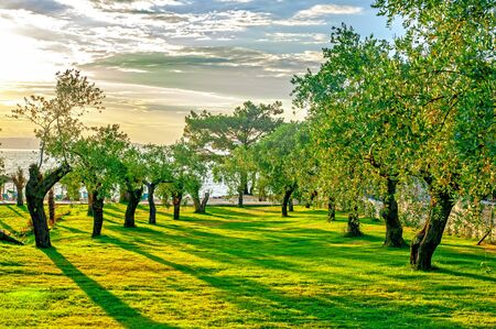 Olive tree orchard on Thasos island, Greeceの写真素材