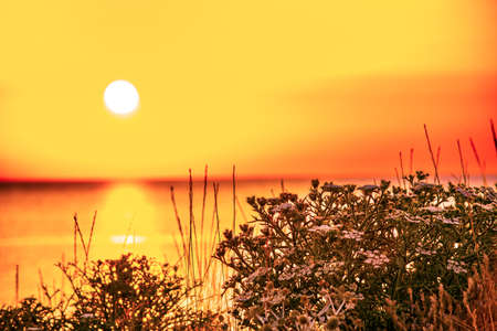 Sunrise in Pals, beach and wild dune with prickly parsnip vegetation in Pals, Catalonia, Spainの写真素材