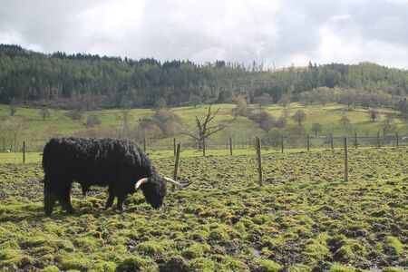 Longhorn cattle living in the fieldsの写真素材