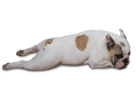 French Bulldog Puppy Isolated on White Backgroundの写真素材
