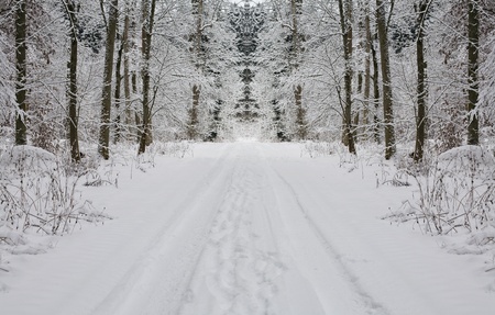 Winter Landscape Background in the Forest and Snowの写真素材