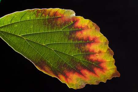 Blatt der Hamamelis ### leaf of Hamamelisの写真素材