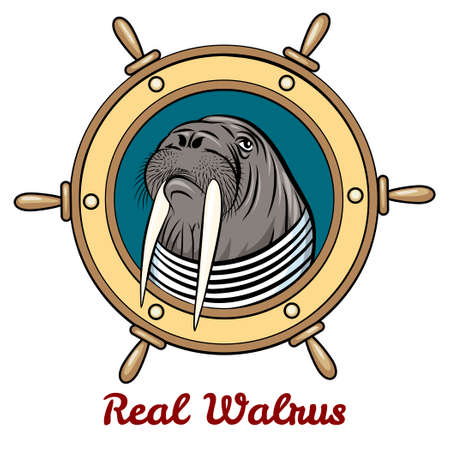 Walrus in seaman shirt against steering wheel drawn in cartoon style. Isolated on white background.のイラスト素材