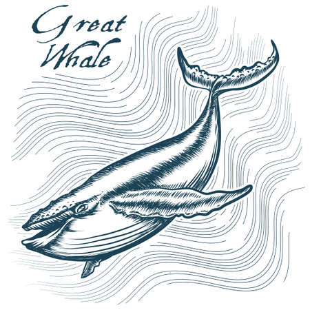 Great Whale in deep water. Engraving style. Only free font used.のイラスト素材