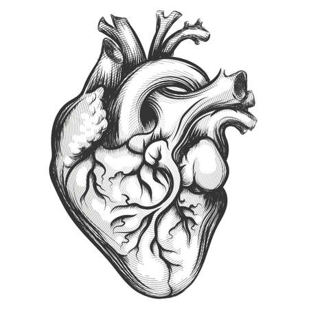 Human heart drawn in engraving style isolated on a white backgroundのイラスト素材