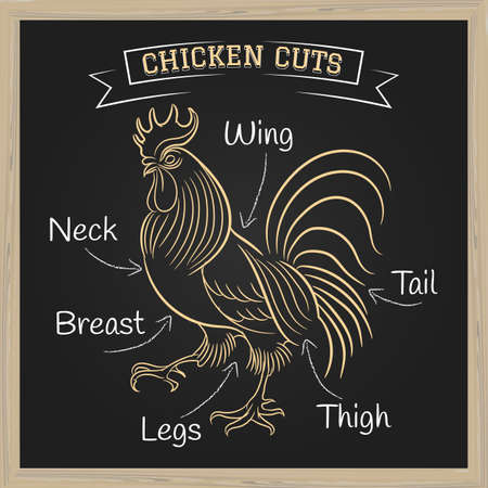 Chalkboard with a diagram of butchering rooster. Vector illustration.のイラスト素材