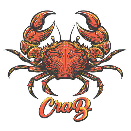 Colorful crab sketch vector illustration.のイラスト素材