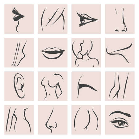 Female body parts icons set. Femininity fashion contour beauty, knee and ass, hand and foot, lip and mouth. Vector illustrationの販売画像