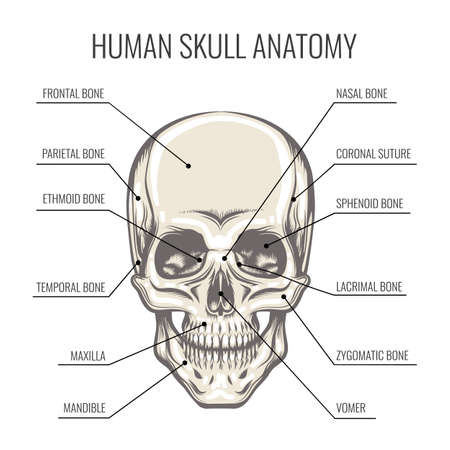 Structure of the Human Skull. Frontal detailed aspect of the skull. Vector illustration.のイラスト素材