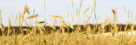 Beautiful wheat field with yellow spikelets against the blue sky. Background. The concept of growing...