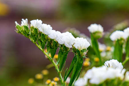 Beautiful white flowers in the garden. Green background. Nature. Selective focus. Shallow depth of...