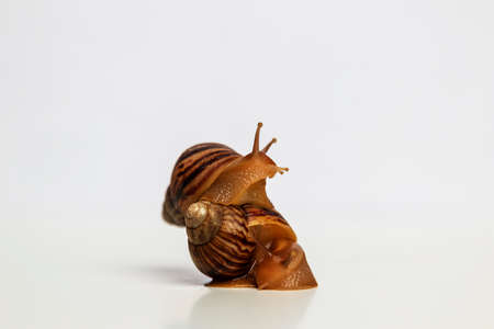 Snails on white background. One snail crawled onto another's shell. Food or pet.の写真素材
