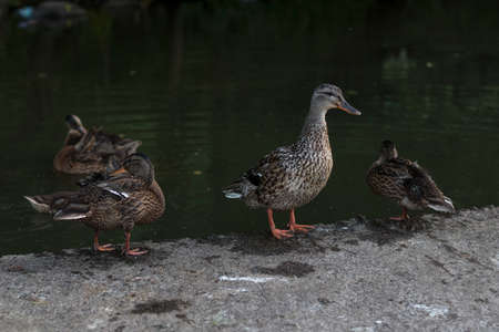 A flock of ducks standing on the shore of the city reservoir in summertimeの写真素材