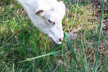 Portrait of a beautifal white goat eating grass on a field in the mountains