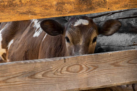 Muzzle of a calf on a farm looks over the fence. Selective focus.の写真素材