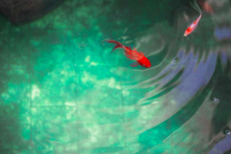 Japanese garden pond or pool with swimming red fish. Selective focus.