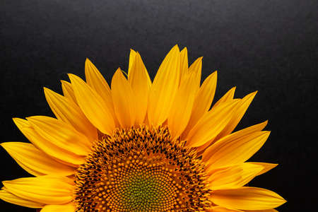 Half a sunflower on a black background. Beautiful bright background. Summer. Sunny