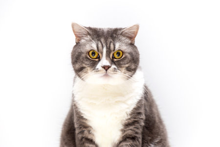 Portrait of British Shorthair cat on a white background. Selective focus.の写真素材