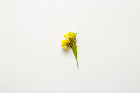 Dried Field Flower isolated on White Background with Real Shadow. Top View Image of Wild Flowers. Close up with Space for Text.の写真素材