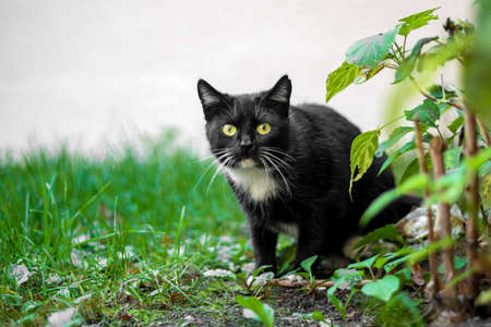 homeless cat hunts a bird in ambush, concept of help, protection of animalsの写真素材