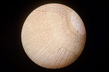 Real photo of plant cells. The histology of Tilia stem cell picture under light microscope