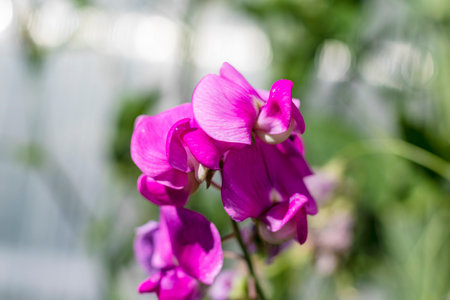 A beautiful pink flower of decorative peas growing against a background of greenery. Selective...