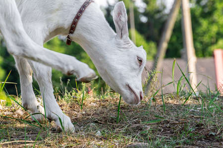 White beautiful goat standing scratches its head with its foot.の写真素材