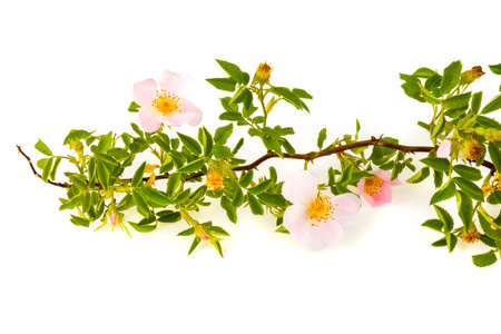 A branch of a flower of a dogrose on a white backgroundの写真素材