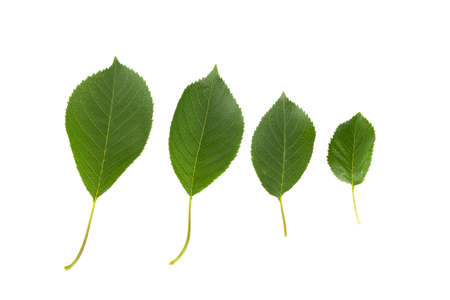 Cherry leaves on white backgroundの写真素材