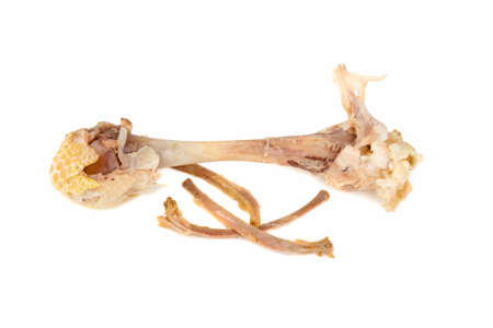 chicken bone on white backgroundの写真素材