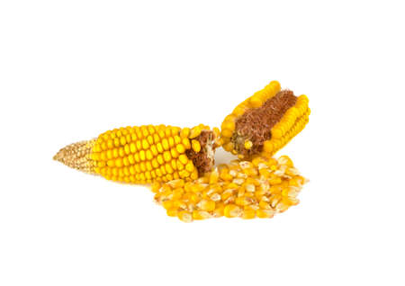 dried corn isolated on white backgroundの写真素材