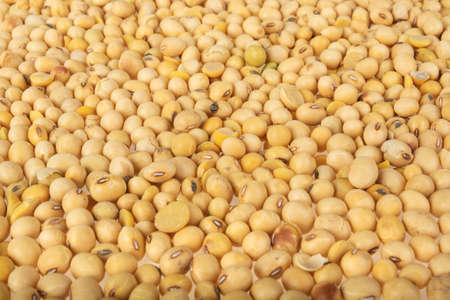 soybean isolated on white backgroundの写真素材