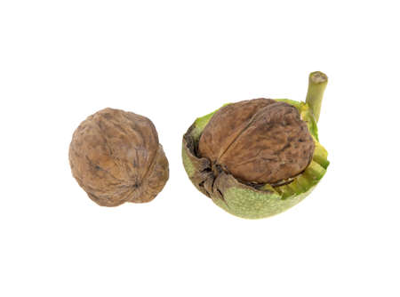 walnut in shell isolated on white backgroundの写真素材