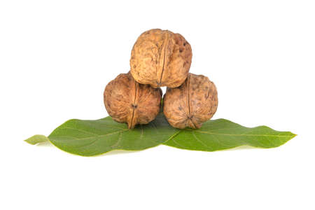 walnut in walnut leaves isolated on white backgroundの写真素材