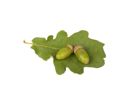 acorns green on oak leaf isolated on white background
