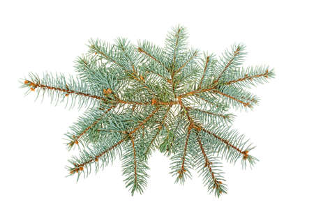 Spruce spruce isolated on white backgroundの写真素材