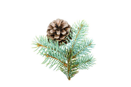 Spruce spruce and pine cone on white backgroundの写真素材