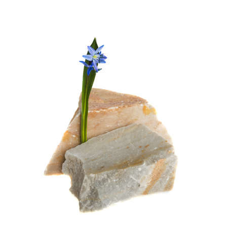 Scyll flower stone marble on white backgroundの写真素材