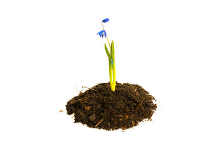 Flower in the ground turf on a white backgroundの写真素材