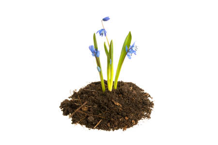 Flowers in the ground on a white backgroundの写真素材