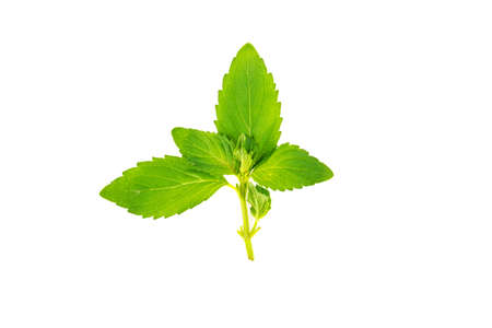 mint leaves on white backgroundの写真素材