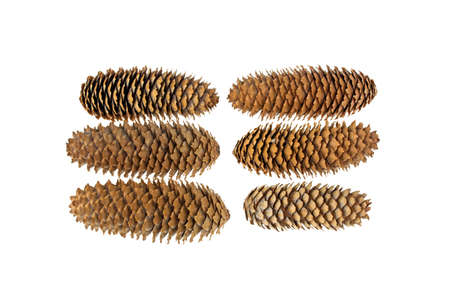 pine cones lot isolated on white background