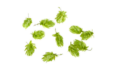 a bunch of hops on a white backgroundの写真素材